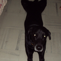 Photo de profil de Nika