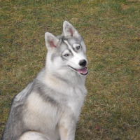 Photo de profil de Asran of watson lake