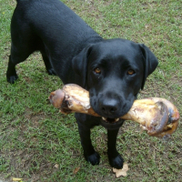 Photo de profil de Scout