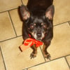 Photo de Jeckil, Pinscher Nain