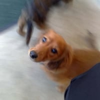 Photo de profil de Amber lee