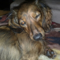 Photo de profil de Eboni rose