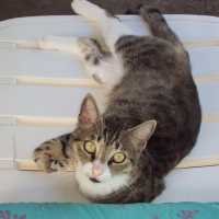 Photo de profil de Kitty