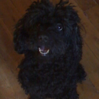 Photo de profil de Sirex
