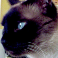 Photo de profil de Winston