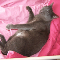 Photo de profil de Juju