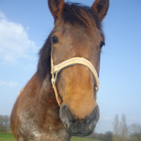 Photo de profil de Charango