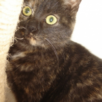 Photo de profil de Dahlia