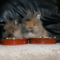 Photo de profil de Bonnie and clayn