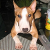 Photo de Zoowee, Bull Terrier