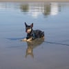 Photo de Missy, Fox Terrier