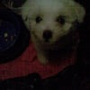 Photo de Sophia, Bichon Maltais