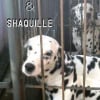 Photo de Andre, Dalmatien