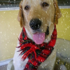 Photo de Lop-lop