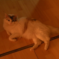 Photo de profil de Snowbell