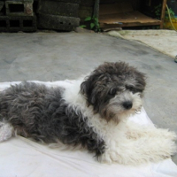 Photo de profil de Ping