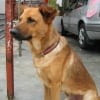 Photo de Rex