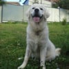 Photo de Oscar, Golden Retriever