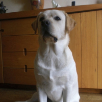 Photo de profil de Cisko