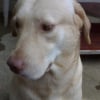Photo de Tisoy