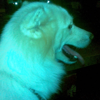 Photo de profil de Magic