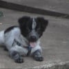 Photo de Boomer