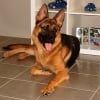 Photo de Kimba, Berger Allemand