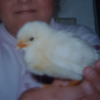 Photo de Più più