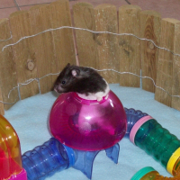 Photo de profil de Bambou
