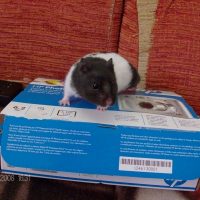 Photo de profil de Bounty