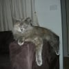 Photo de Izzy, Ragdoll