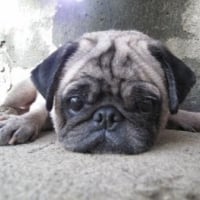 Photo de profil de Pepper