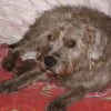 Photo de Bobo