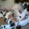 Photo de Onedot, King Charles Spaniel