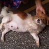 Photo de Dutches, King Charles Spaniel