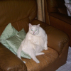 Photo de Puddy