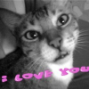 Photo de Tiger