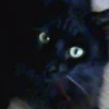 Photo de Puss, Ragdoll