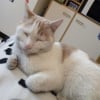 Photo de Mini-boule, Turc de Van