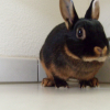 Photo de Moutsi, Lapin