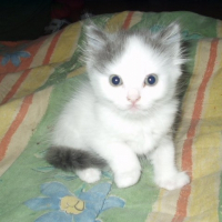 Photo de profil de Gribouille