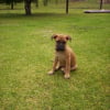 Photo de Crumpet
