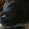 Photo de Boof, Boxer