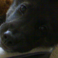 Photo de profil de Boof