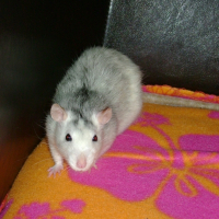 Photo de profil de Zizi