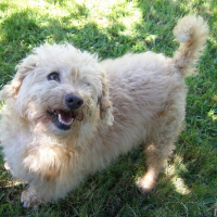 Photo de profil de Moogli