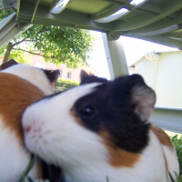 Photo de profil de Chips