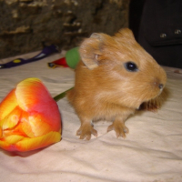 Photo de profil de Danette