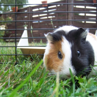 Photo de profil de Frite