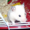 Photo de Poupoum